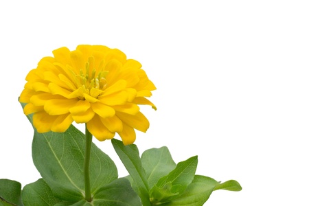 Blooming Zinnia isolated on white background  の写真素材