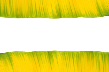Yellow and green banana leaf  isolated on white backgroundの写真素材