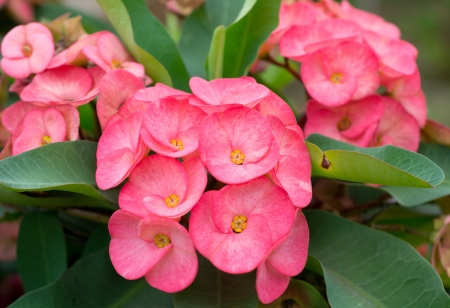 Crown of thorns flowersの写真素材