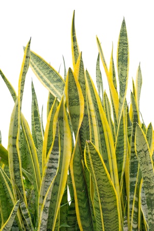 Sansevieria  mother-in-law s tongue  plant on White Backgroundの写真素材