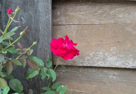 Red roses on a wooden floor の写真素材