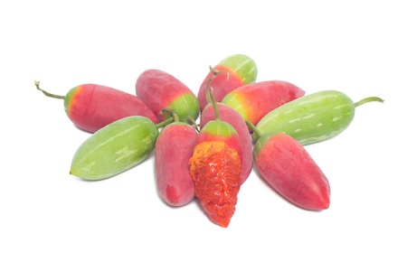 Ivy gourd fruit or Coccina Grandis isolated on white background 