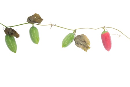 Ivy gourd fruit or Coccina Grandis isolated on white background の写真素材