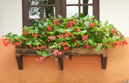 Beautiful begonia outside a windowの写真素材