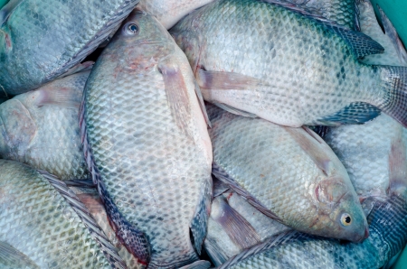fresh tilapia 