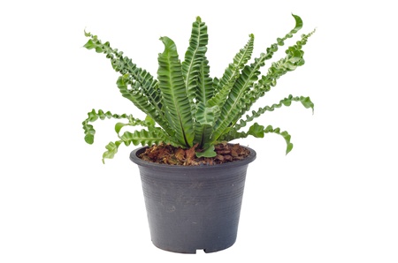 Green fern in pot isolated on white background の写真素材