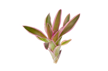 Bromeliad  isolated on white background の写真素材