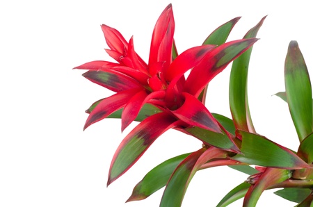 Bromeliad  isolated on white background の写真素材