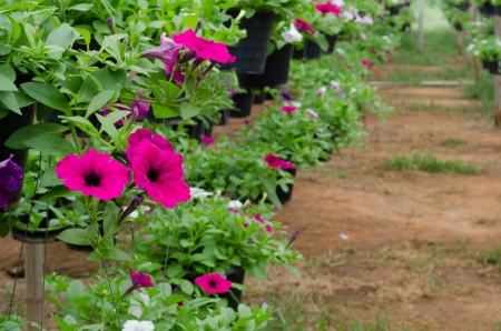 Petunia hanging on basketsの写真素材