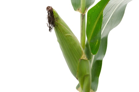 raw corn isolated on white backgroundの写真素材