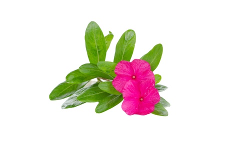 Periwinkle flowers isolated on white background   の写真素材