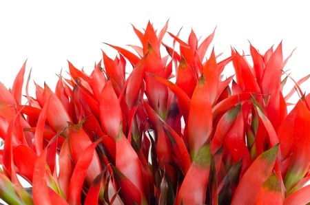Bromeliad  isolated on white backgroundの写真素材