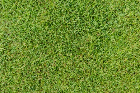 Beautiful green grass texture  