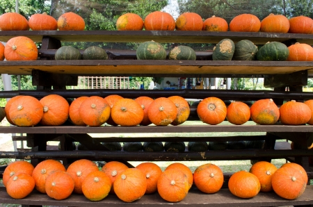 Pumpkins for saleの写真素材