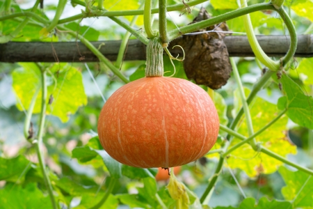  Yellow pumpkin hanging on the tree の写真素材