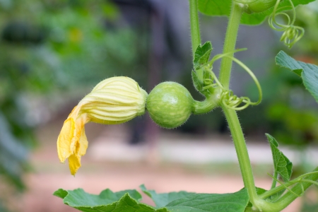 Small pumpkin hanging on the tree の写真素材