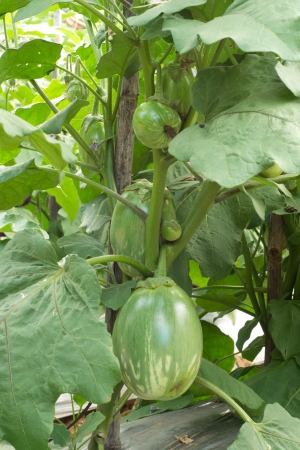 eggplant hanging on treeの写真素材