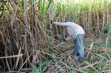 Sugarcane field and workerの写真素材