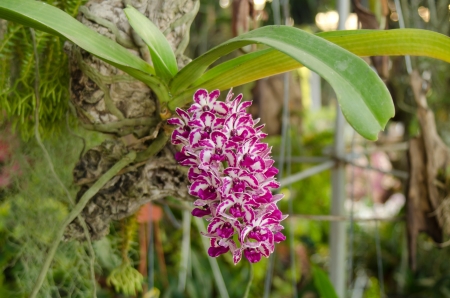 Rhynchostylis gigantea orchid の写真素材