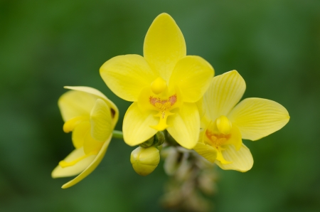 Ground orchid の写真素材