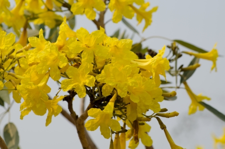 yellow cotton treeの写真素材