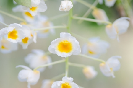 The flowers of Dendrobium thyrsiflorumの写真素材