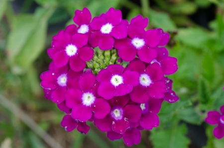 Verbena  verbenas or vervains  の写真素材