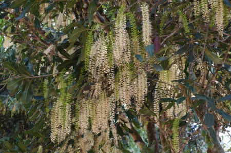 Macadamia flowersの写真素材