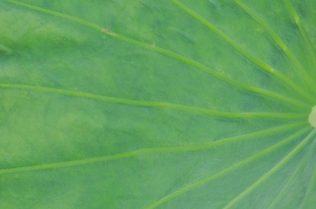 Lotus leaf backgroundの写真素材