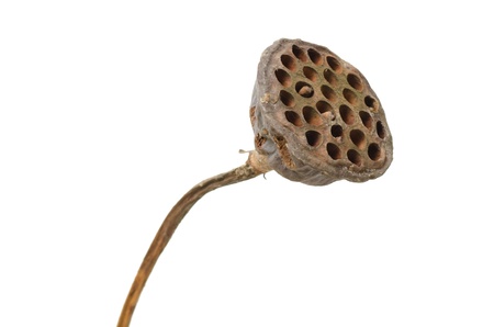 Old lotus pod isolated on white backgroundの写真素材