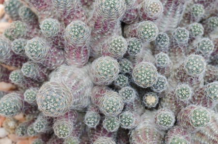 cactus texture backgroundの写真素材