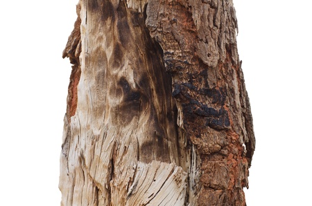 texture of tree isolated on white backgroundの写真素材