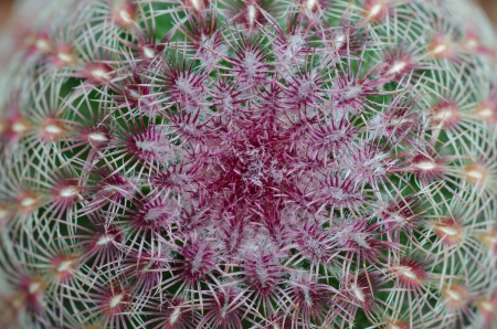 Close up of cactus texture backgroundの写真素材