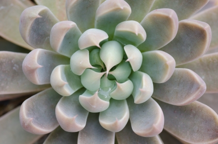 Close up of cactus texture backgroundの写真素材