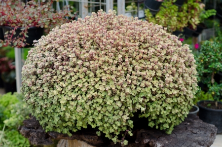 Callisia Repens, Turtle Vine or Inch Plant potted plant