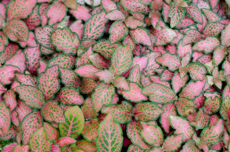 Episcia leaf backgroundの写真素材