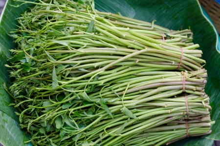 Pile of water morning glory for sale in local market in thailandの写真素材