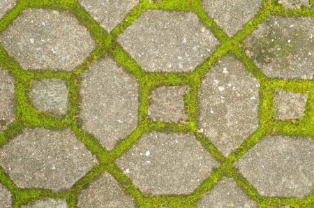 Moss on cement  pathwayの写真素材