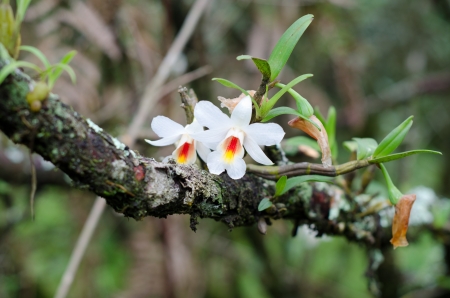 dendrobium christyanum  Wild orchid in Thailandの写真素材