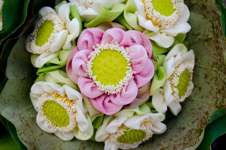 beautiful folding lotus wrapped in lotus leaf の写真素材