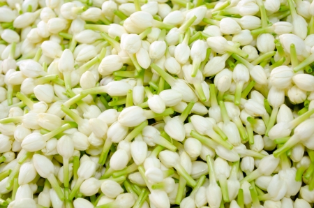 jasmine backgroundの写真素材