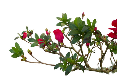 azalea blooming on tree isolated on white backgroundの写真素材
