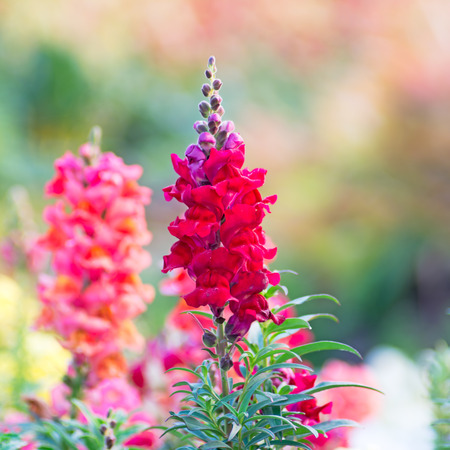 Snap dragon (Antirrhinum majus) blooming in gardenの写真素材