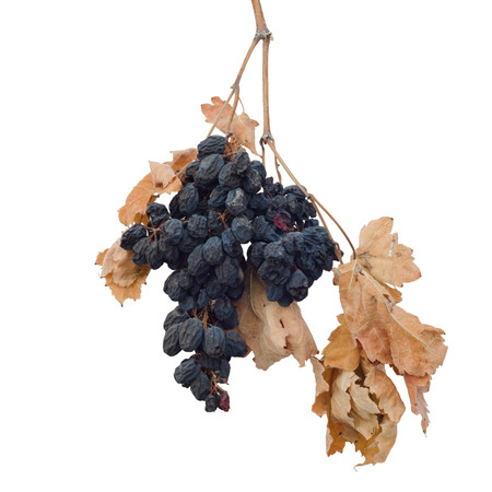 dry grapes with leaves isolated on white backgroundの写真素材