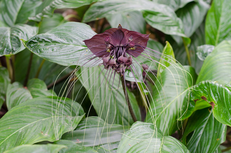 Black bat flower or Tacca chantrieri grow wild in the tropical forest, Thailandの写真素材