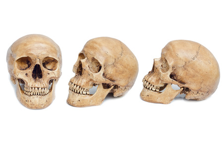 skull isolated on white の写真素材