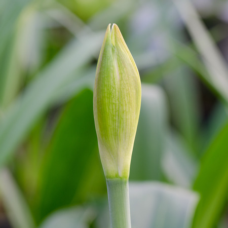 Budding Amaryllis close-upの写真素材