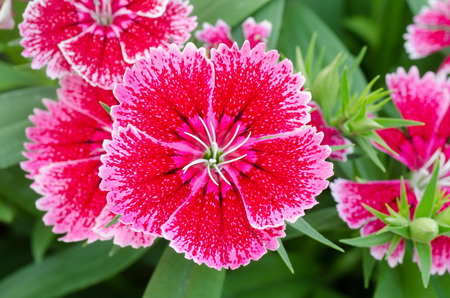 Dianthus chinensis  China Pink の写真素材