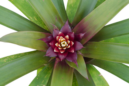 Bromeliad  isolated on white の写真素材