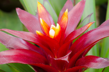 Nice red leafy bromeliad plantの写真素材